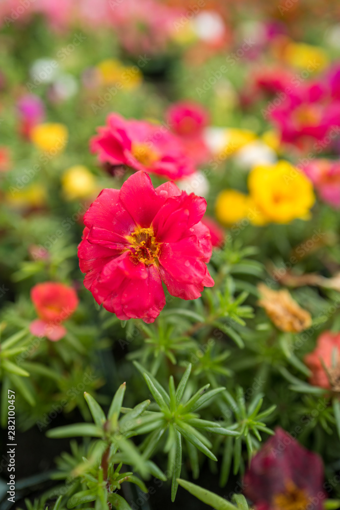 garden centre with plants and flowers for the garden garden centre with plants and flowers for the garden