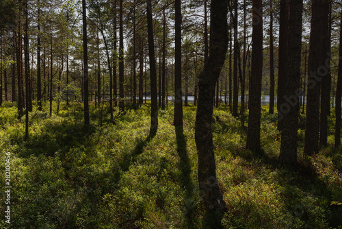 Swedish forest © Natalia