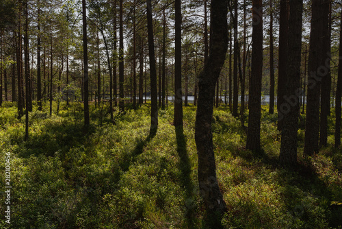 Swedish forest