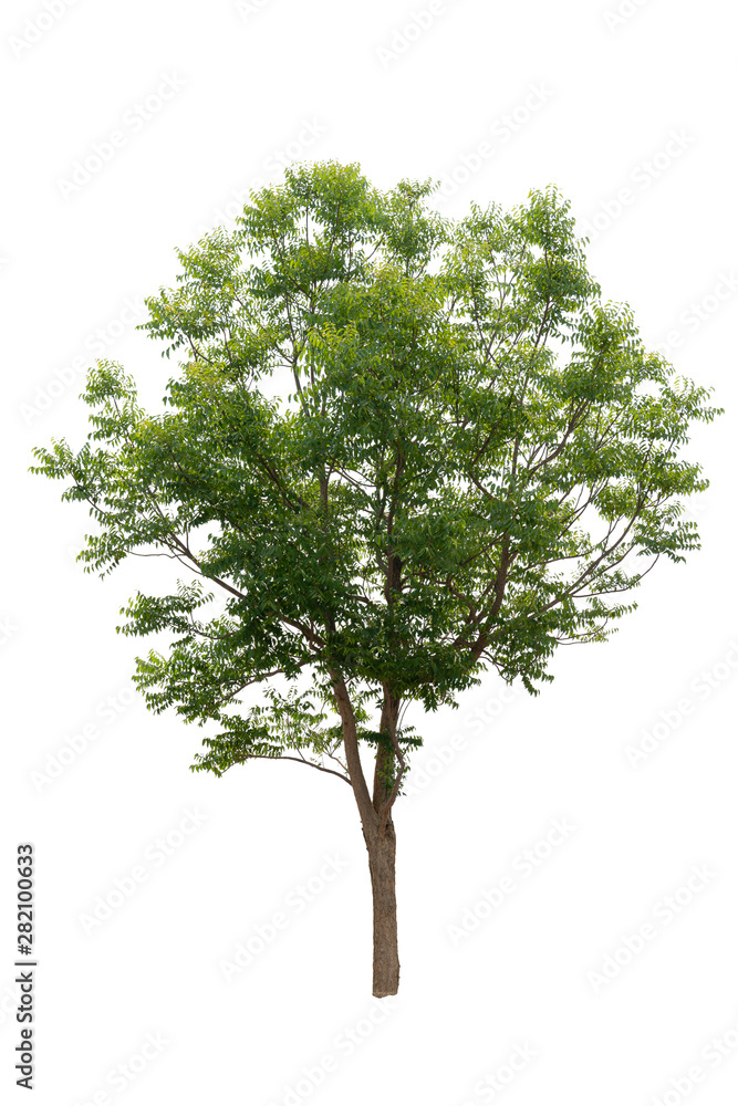 Obraz premium Isolated big Tree on white background. A beautiful tree from Thailand field. Can used in architectural design or Decoration work. Suitable for natural articles both on fine print