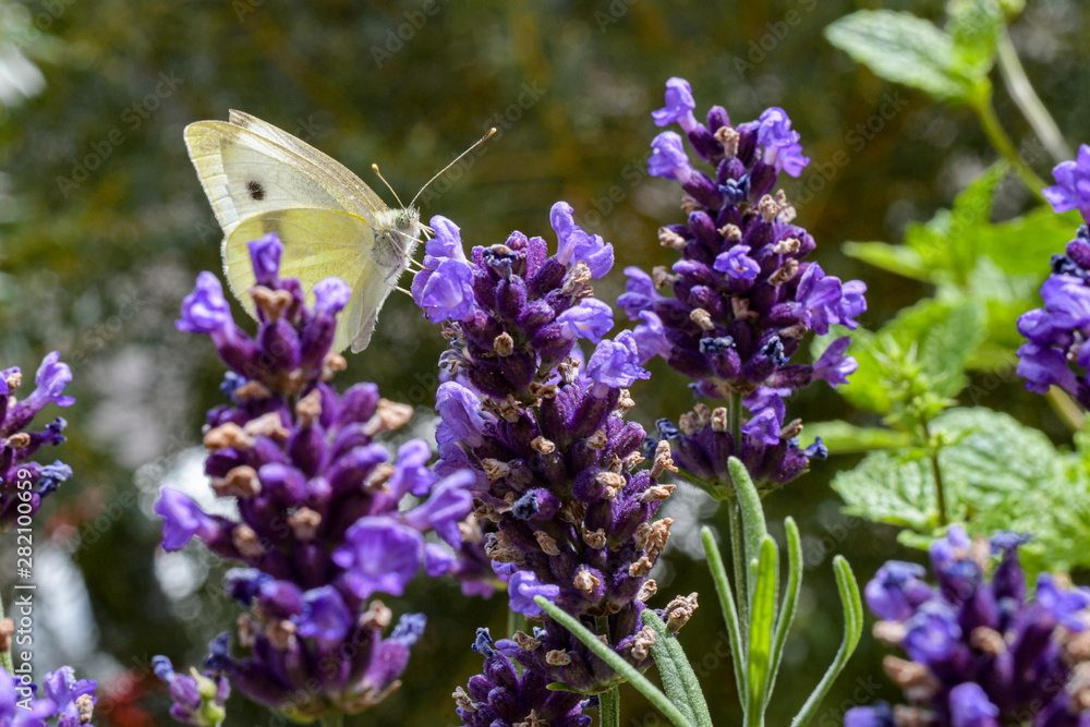 Schmetterling,Kohlweißling; Bestäubung; Blüten; Sommer; Pollen, Naturschutz Schmetterling,Kohlweißling; Bestäubung; Blüten; Sommer; Pollen, Naturschutz