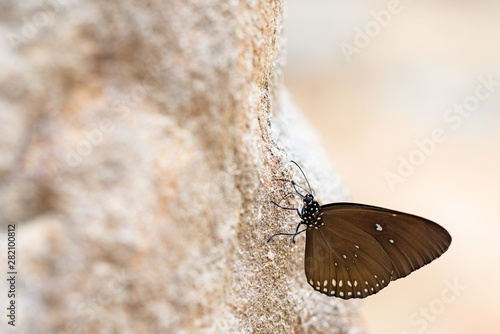 Side view of brown butterfly with white dot on the wings perched on the stone