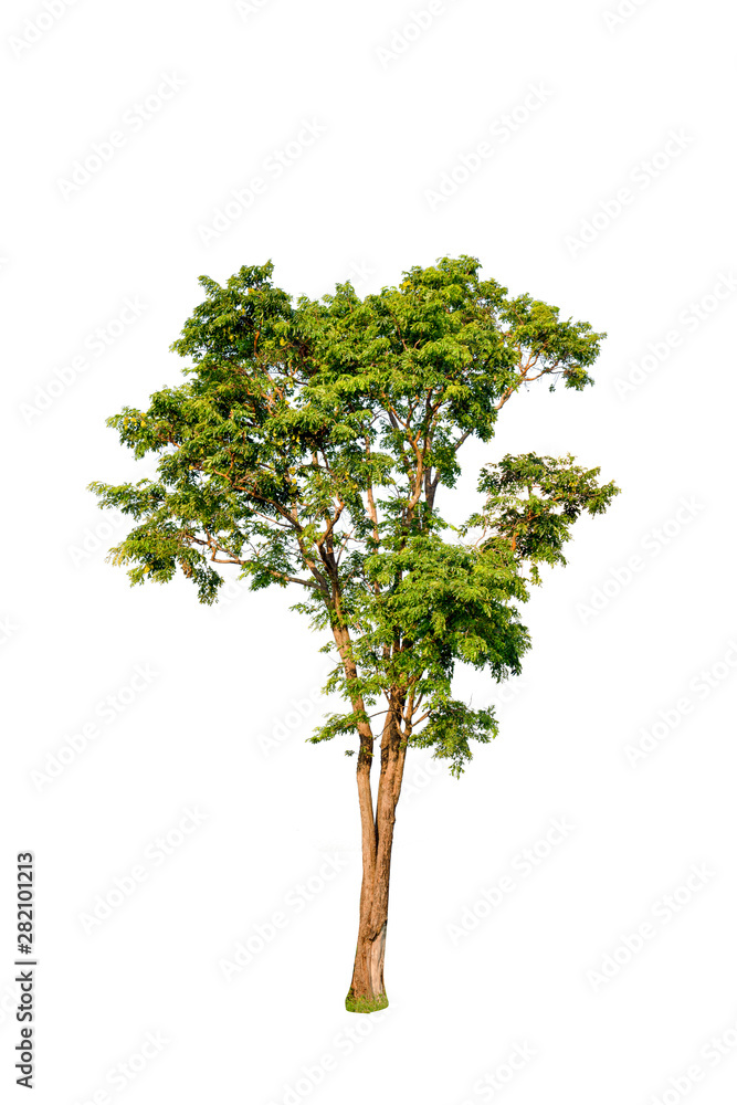 Tree isolated on white background high resolution for graphic decoration, suitable for both web and print media