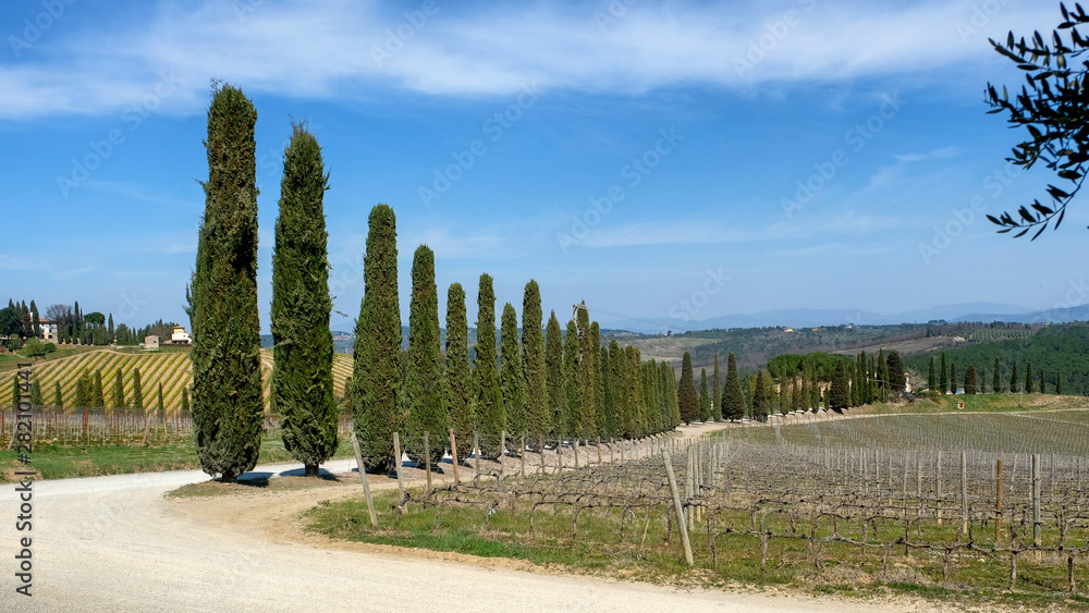 Fototapeta premium A row of cypress trees near the road. Tuscany, Italy