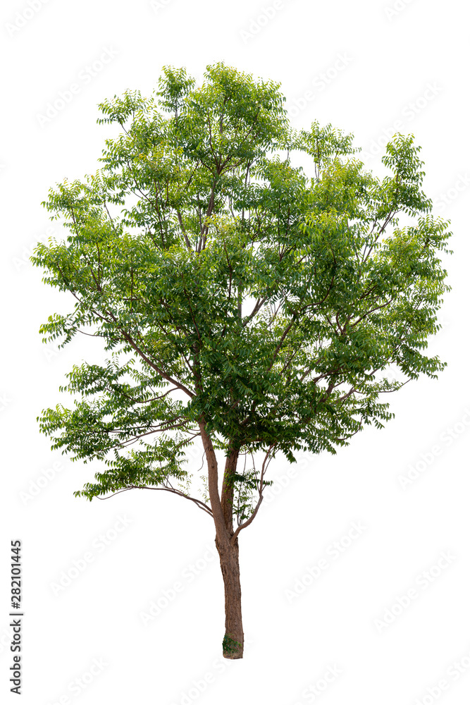 Obraz premium Isolated Tree On White Background