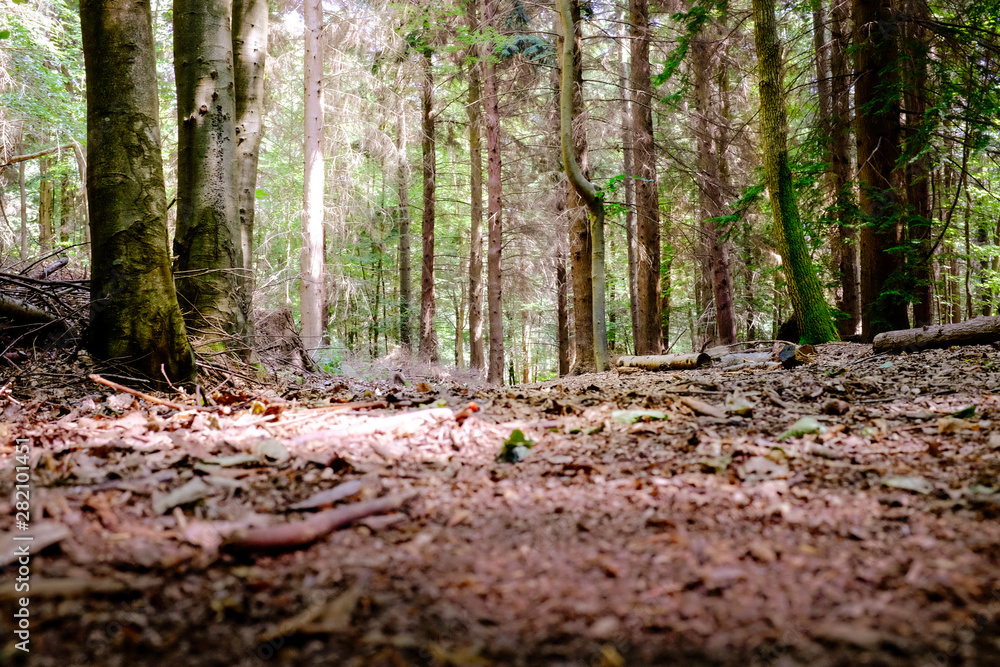 Low angle woodland Low angle woodland