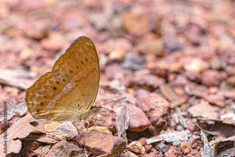 Beautiful butterflies. Come eat minerals. Beautiful pattern on butterfly wings. Beautiful butterflies. Come eat minerals. Beautiful pattern on butterfly wings.