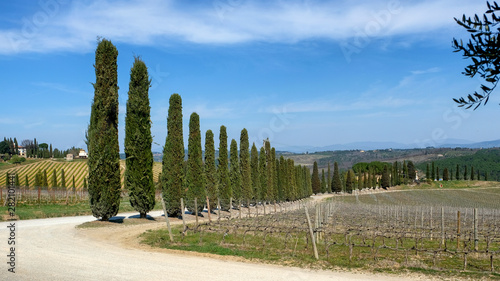 A row of cypress trees near the road. Tuscany, Italy