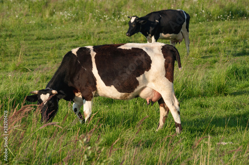 Cows graze on a juicy meadow on a summer day