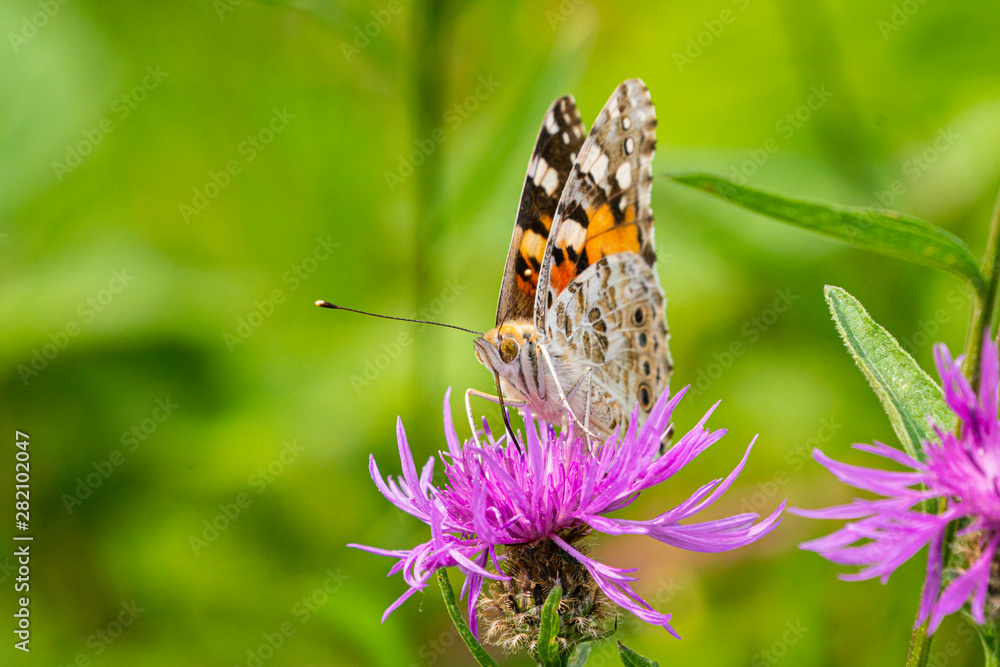 Close up of a beautiful Painted Lady butterfly, Veronica Cardui, perched on a purple thistle head flower Close up of a beautiful Painted Lady butterfly, Veronica Cardui, perched on a purple thistle head flower