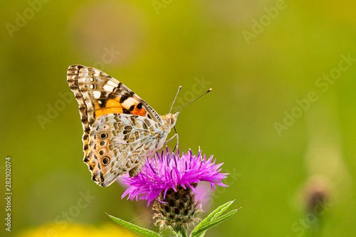 Close up of a beautiful Painted Lady butterfly, Veronica Cardui, perched on a purple thistle head flower