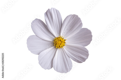 White camomile flower on a white background.
