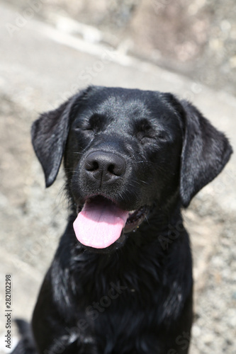 Hund spielt in einem Fluss