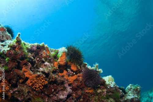 Sea urchin and sponges in blue sea  Mediterranean. Clear water.  View of surface water. Balearic islands.