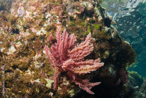 Water surface seen from seaweed rocky bottom. Underwater view. Asparagopsis armata. Mallorca. Balearic Islands.