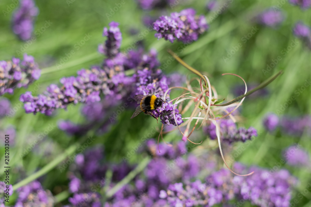 Bumble Bees on Garden Lavender Bumble Bees on Garden Lavender