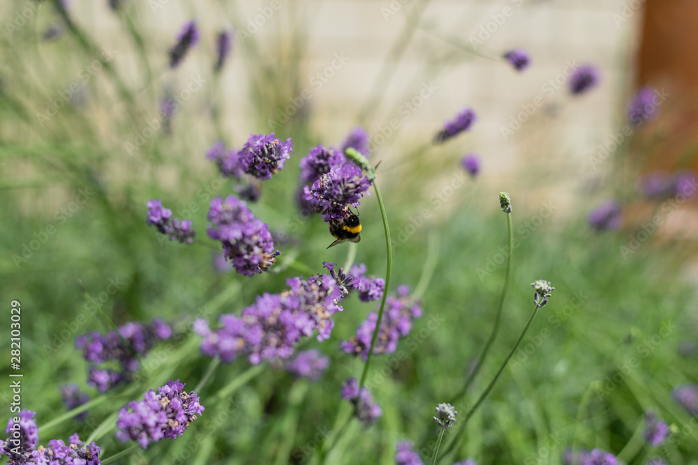 Bumble Bees on Garden Lavender Bumble Bees on Garden Lavender