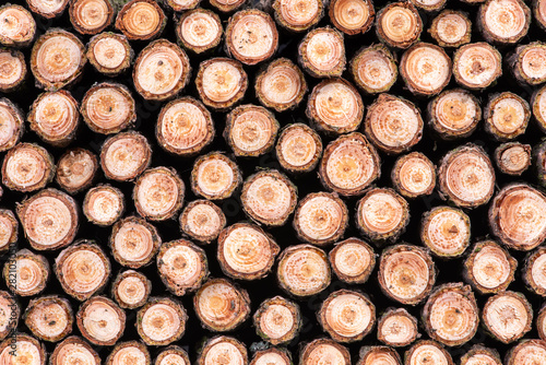 Stack of fresh cutted pine log firewood as background