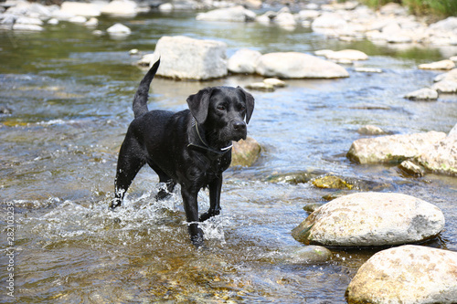 Hund spielt in einem Fluss © KrischiMeier