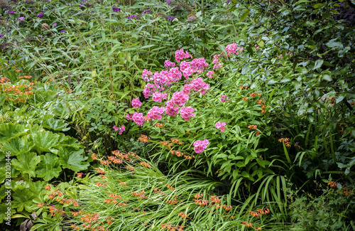 garden purple flowers