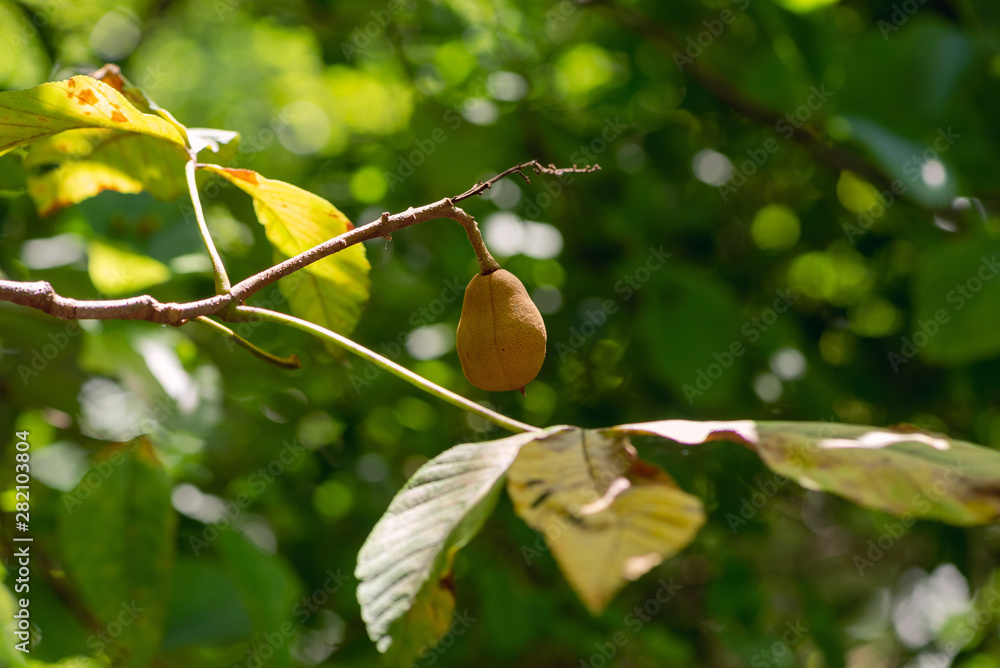 Obraz premium fruit on a tree branch