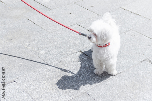 PERRO BLANCO CORREA ROJA