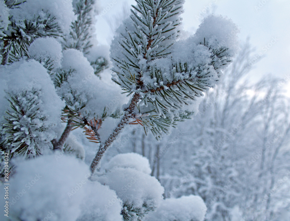 snow covered tree snow covered tree