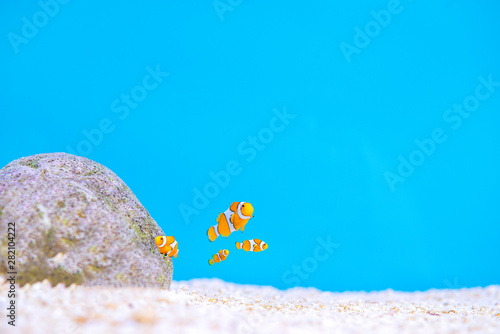 Nemo orange fish in the sea, blue water with clown fish, Nimo orange, sea Thailand photo