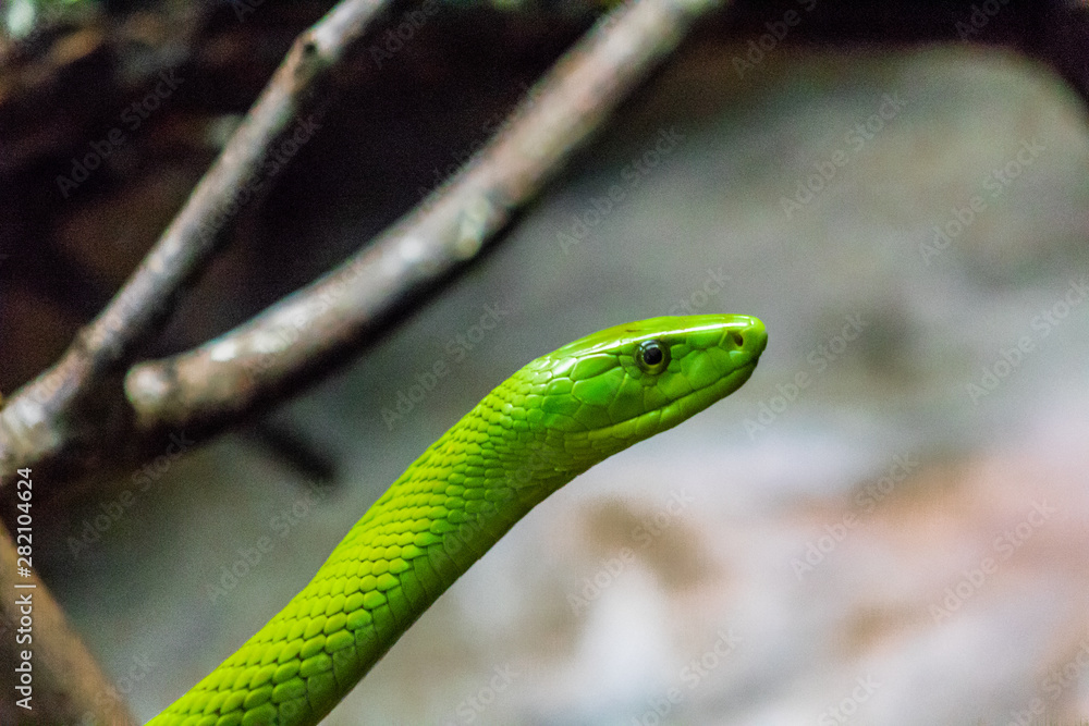 Fototapeta premium an eastern green mamba enjoying its branch terrarium