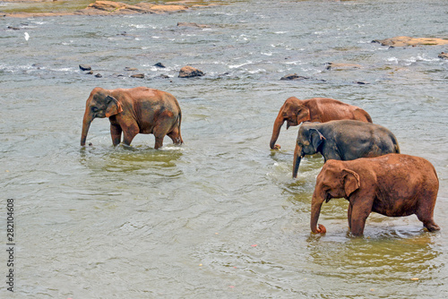 Canvas Print Four elephants bathing in a river, Sri Lanka