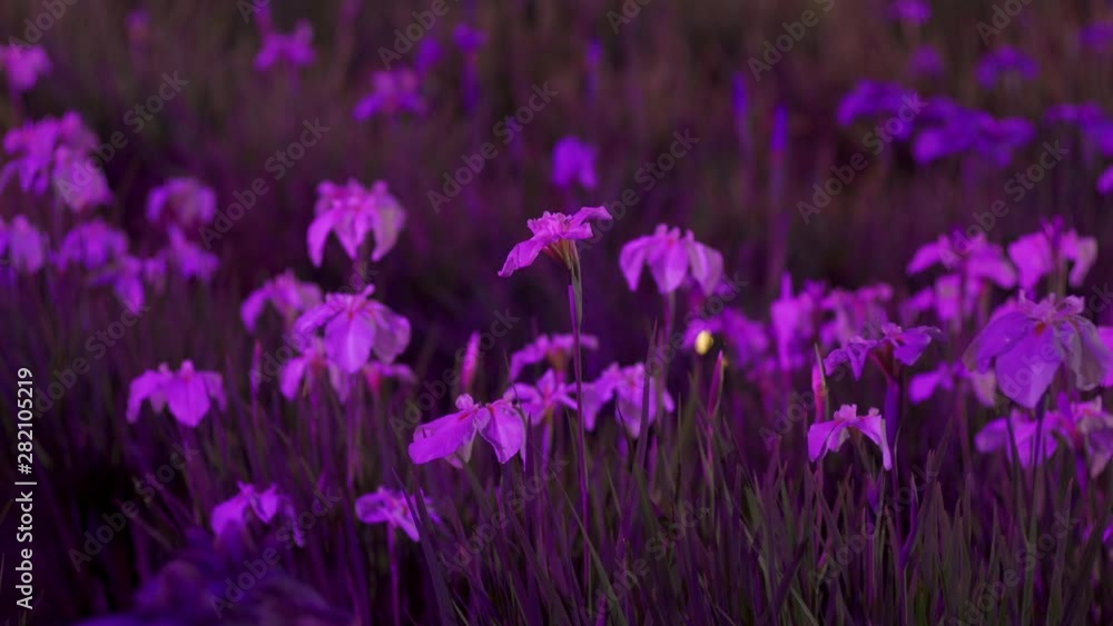 花菖蒲のライトアップ 花菖蒲のライトアップ