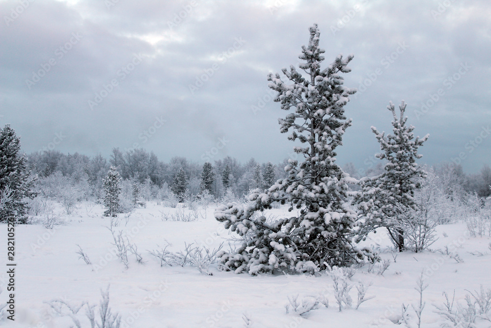 Obraz premium trees in snow
