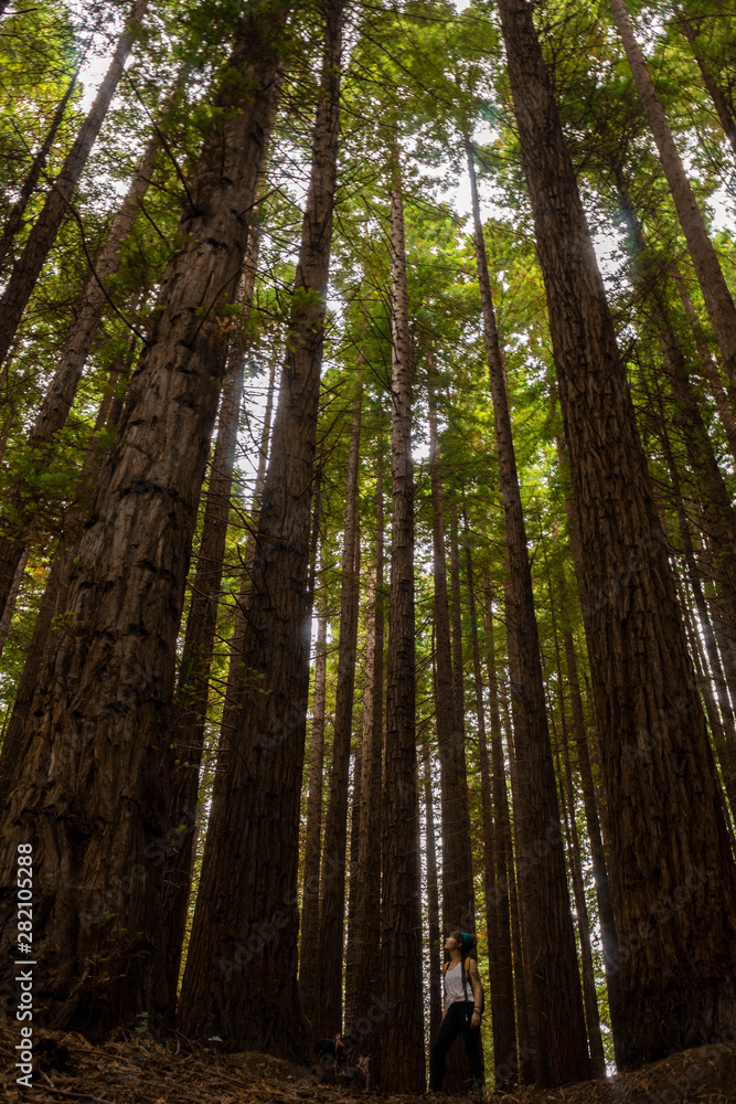 woman look up in, sequoia forest, with two dogs holiday Spain woman look up in, sequoia forest, with two dogs holiday Spain