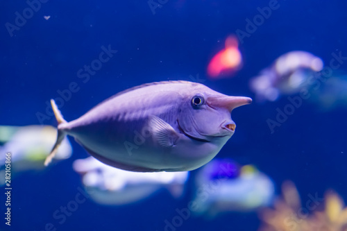 closeup portrait of a unicornfish, funny tropical fish specie, popular aquarium pet photo