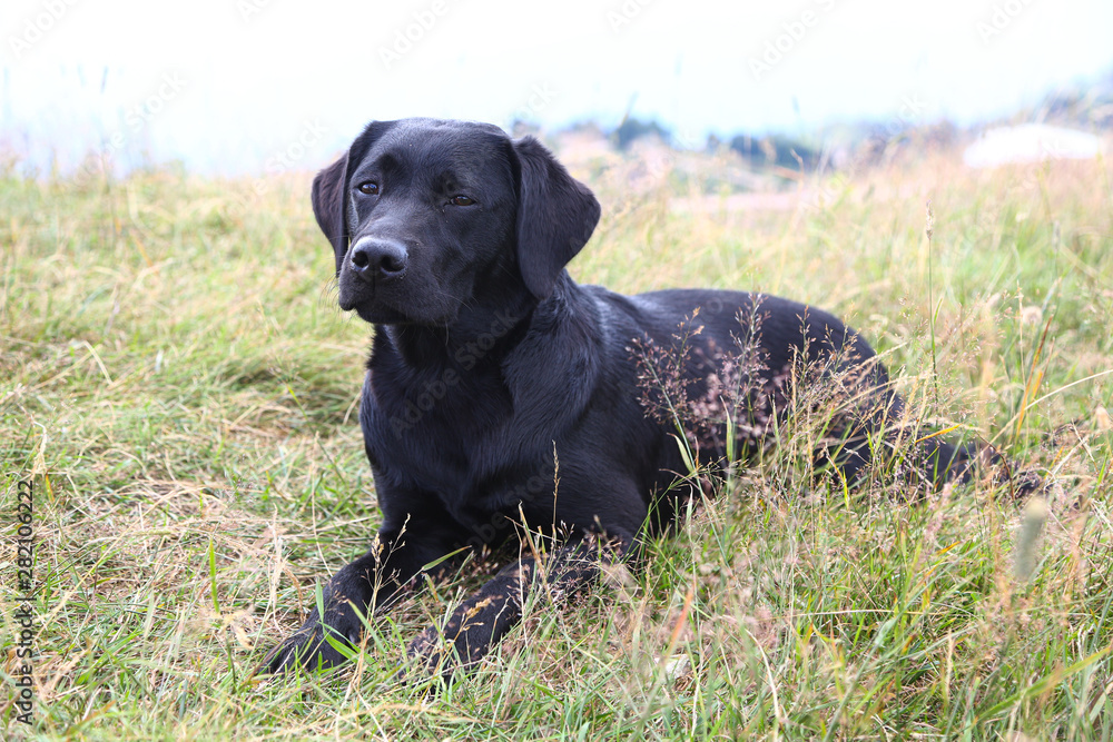 Hund liegt auf einer Wiese am Berg