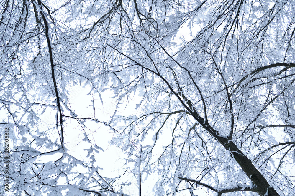 Landscapes of the winter forest with falling snow - wonderland park with snowfall. Snowy winter landscape scene - Image Landscapes of the winter forest with falling snow - wonderland park with snowfall. Snowy winter landscape scene - Image