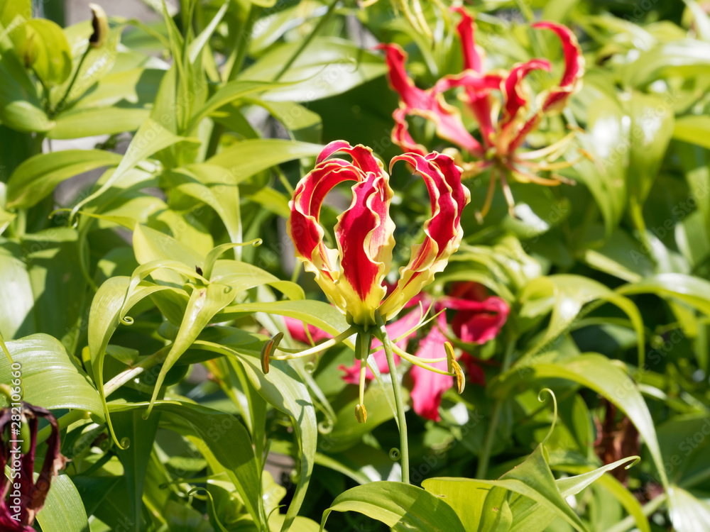 Naklejka premium Gloriosa superba | Gloriosa lily or Flame lily