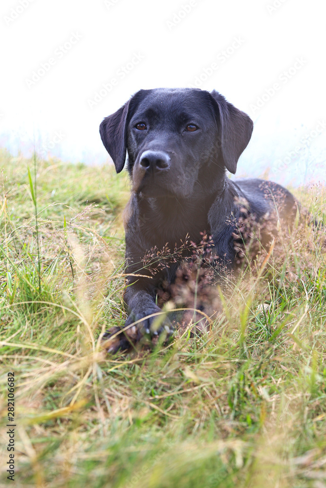 Hund liegt auf einer Wiese am Berg Hund liegt auf einer Wiese am Berg