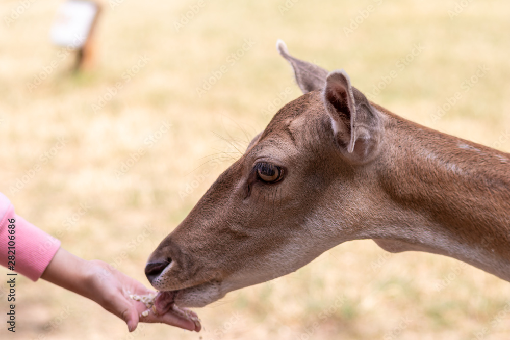 Zahmes zutrauliches Reh wird von einem Kind mit der Hand gefüttert und zeigt die Schönheit heimischer Waldbewohner Zahmes zutrauliches Reh wird von einem Kind mit der Hand gefüttert und zeigt die Schönheit heimischer Waldbewohner