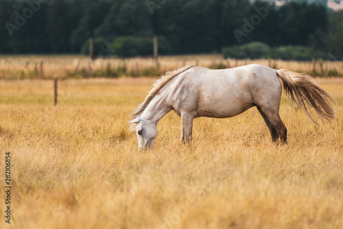 A white horse walking and grazing on a meadow