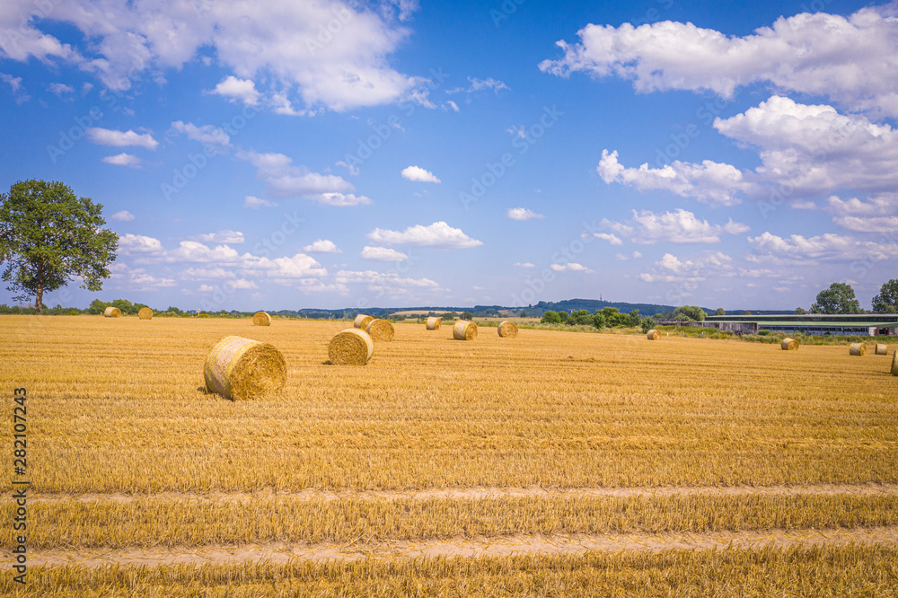 lots of yellow bales of straw lying on a field