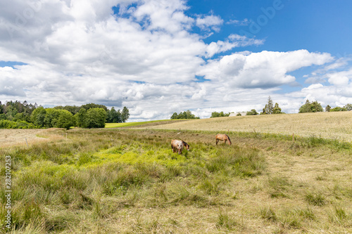 Horses on the grassland.