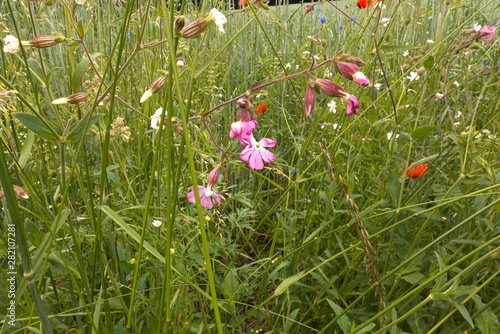 Taubenkropf Leimkrau,t Silene vulgaris blüht auf einer Wiese photo