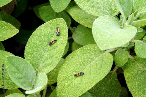 Ladybug Baby Stages. Pupa and Larvae Stages of a Ladybug on Sage leaves (Salvia officinalis). Adalia bipunctata, known as the two-spot ladybird, ladybug or lady beetle, a larva searching for aphids.  photo