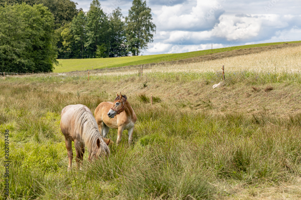 Horses on the grassland.