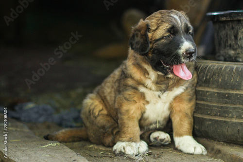 puppy dark color (young dog) pet walks and frolic. Background, copy space