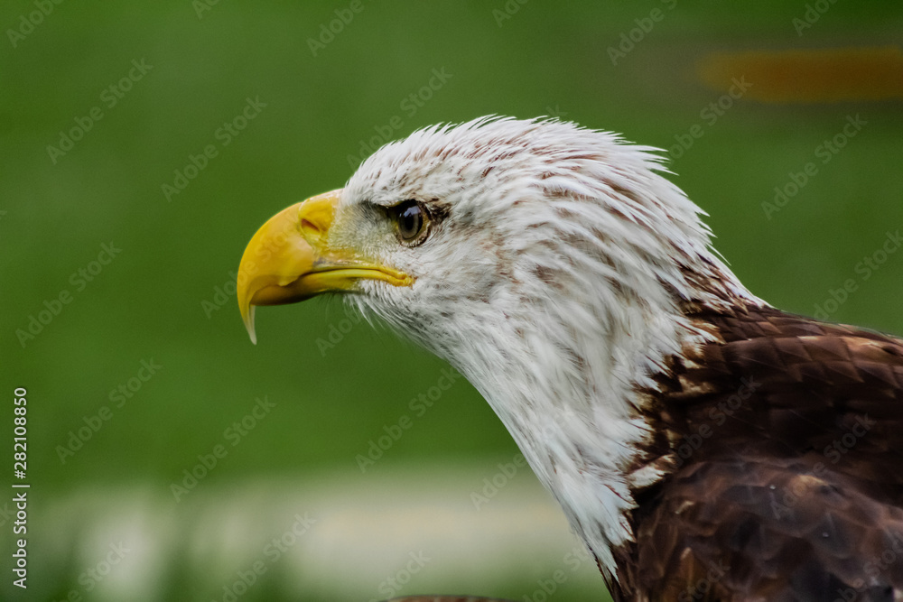 Fototapeta premium an american bald eagle resting in his innkeeper