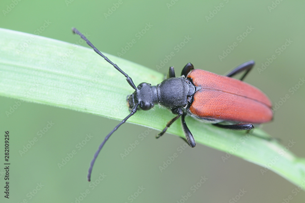 Anastrangalia sanguinolenta, a species of flower longhorn beetles belonging to the family Cerambycidae