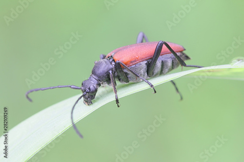 Anastrangalia sanguinolenta, a species of flower longhorn beetles belonging to the family Cerambycidae photo