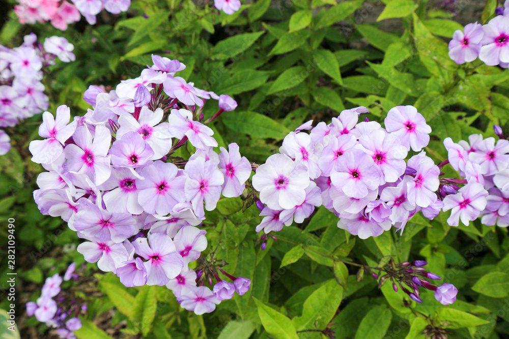 Beautiful bright blooming phlox flowers in the summer garden close up Beautiful bright blooming phlox flowers in the summer garden close up